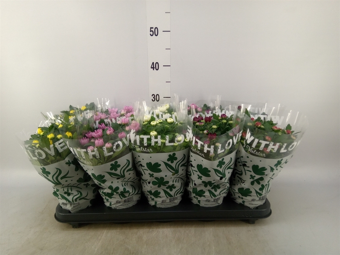 <h4>Chrysanthemum   ..mix 5</h4>