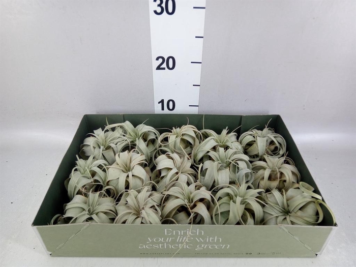 <h4>Tillandsia xerographica</h4>