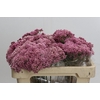 Ozothamnus Booming Pink