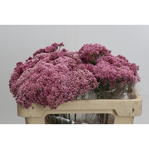 Ozothamnus Booming Pink