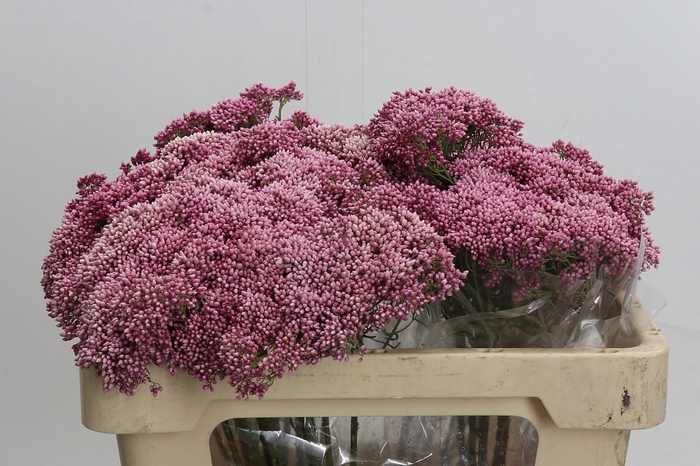 Ozothamnus Booming Pink