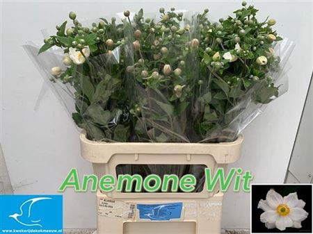 <h4>Anem Wit Atkinson</h4>