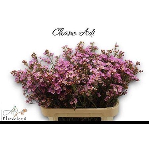 Chame Adi Extra 80cm