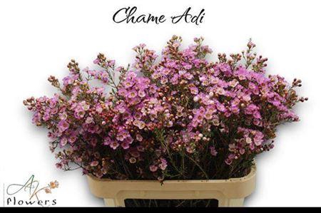 <h4>Chame Adi Extra 80cm</h4>
