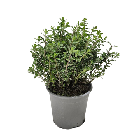 <h4>Origanum majorana</h4>