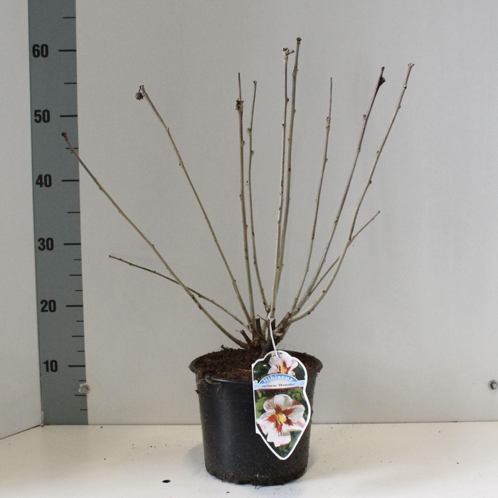 <h4>Hibiscus syriacus Hamabo</h4>