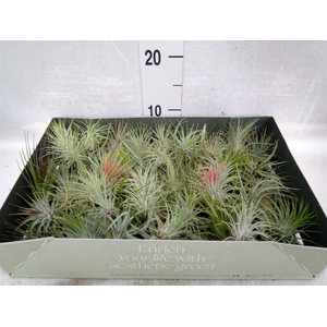 Tillandsia