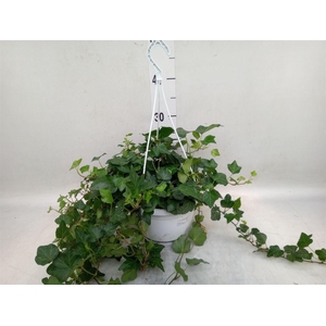 Hedera helix 'Wonder'