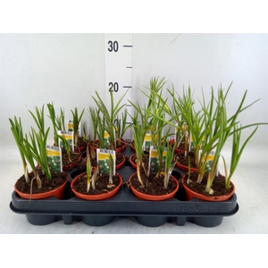 Fritillaria meleagris