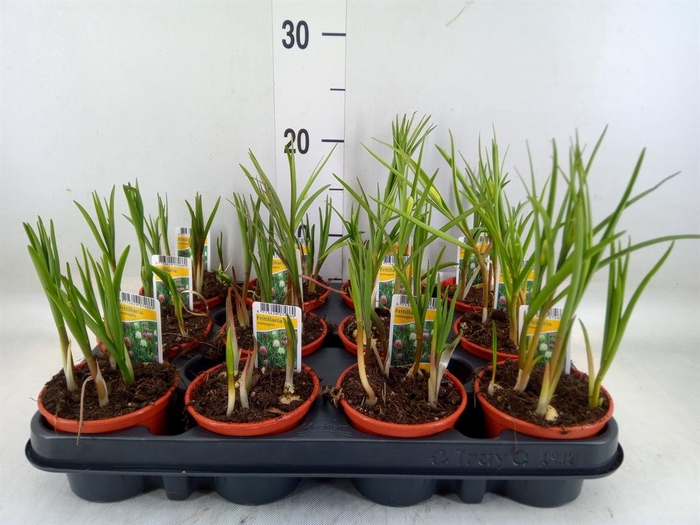 <h4>Fritillaria meleagris</h4>