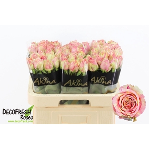 ROSA GR 'FIESTA'