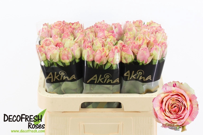 <h4>ROSA GR 'FIESTA'</h4>