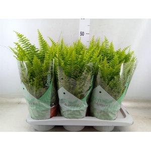 Nephrolepis exal. 'Green Moment'