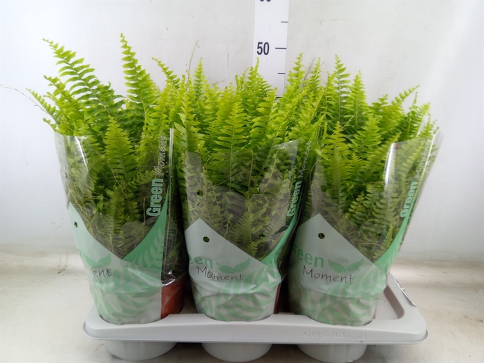 <h4>Nephrolepis exal. 'Green Moment'</h4>