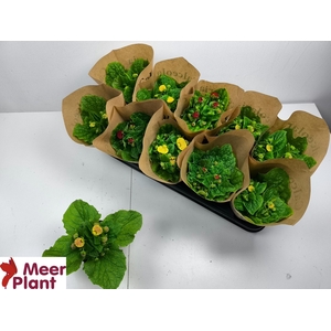 CALC X HERBEOHYBRIDA