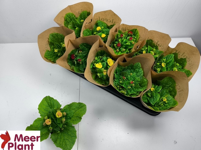 <h4>CALC X HERBEOHYBRIDA</h4>