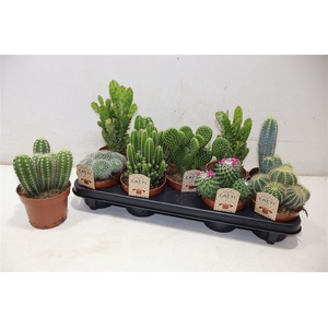 Cactus Gem