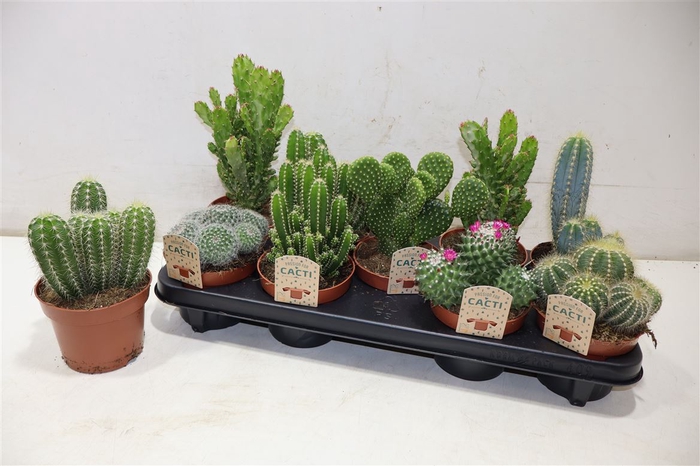 <h4>Cactus Gem</h4>
