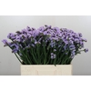 Limonium sinuatum Donau Birds