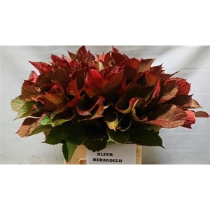 Hortensia Blad Rood