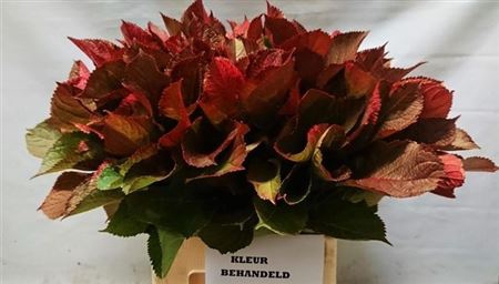 <h4>Hortensia Blad Rood</h4>
