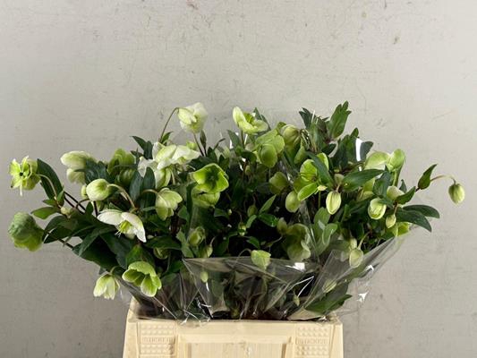 <h4>Helleborus Magnificent Bells</h4>