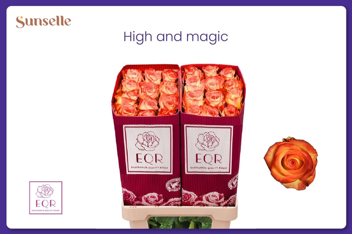 <h4>R GR HIGH & MAGIC</h4>