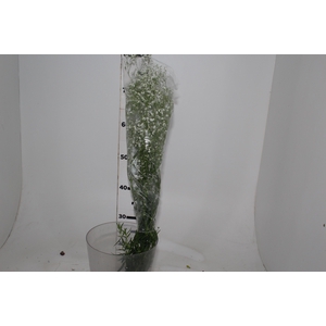 GYPSOPHILA DYNAMIC LOVE 070 CM