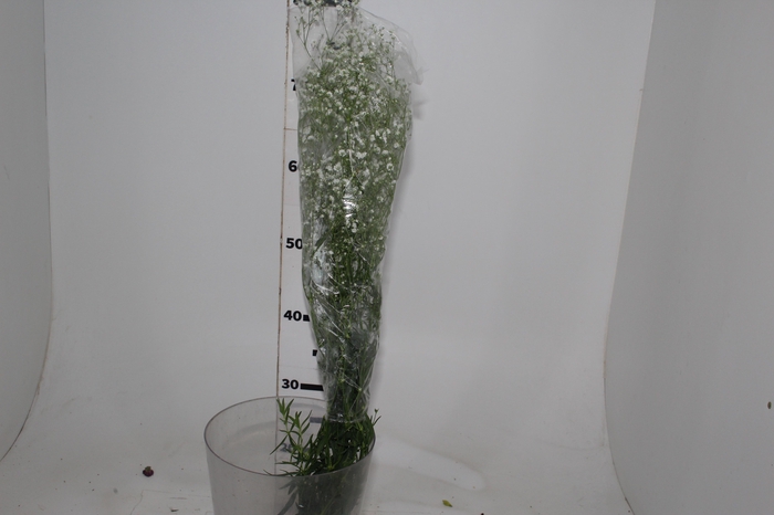 <h4>GYPSOPHILA DYNAMIC LOVE 070 CM</h4>