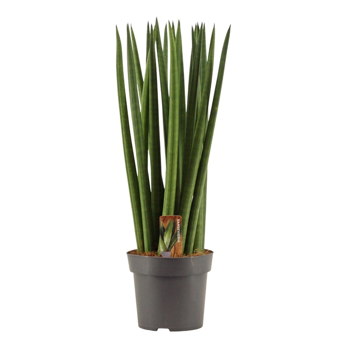 <h4>Sansevieria Cylindrica 14 cm Spaghetti</h4>