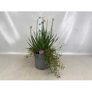 Allium  'Millenium'