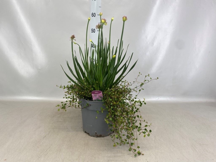 <h4>Allium  'Millenium'</h4>