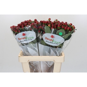 Hypericum Magical Seasons