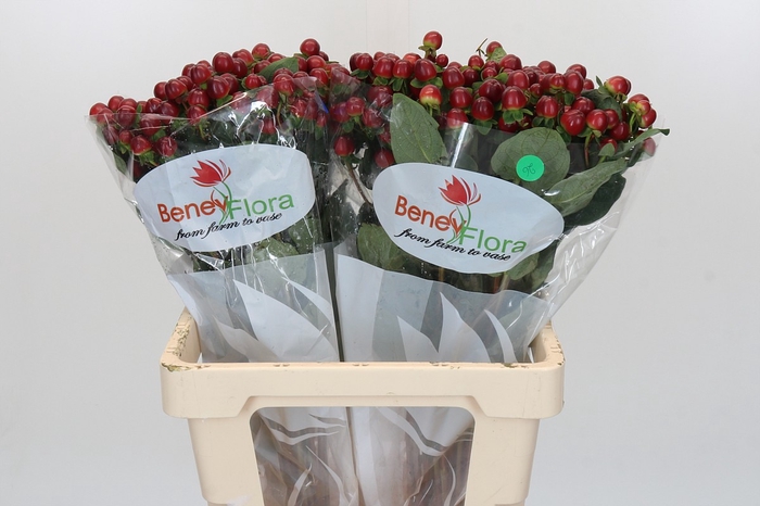 <h4>Hypericum Magical Seasons</h4>