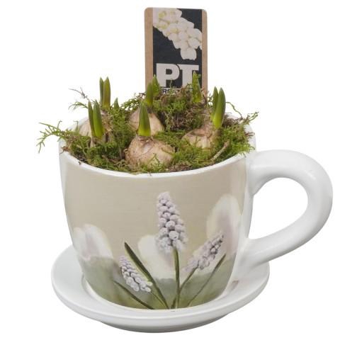 <h4>PTWMB8157 Arrangement Muscari White in keramiek kop en schotel</h4>
