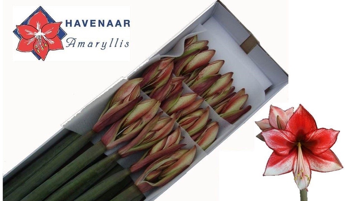 <h4>HIPP DI CHARISMA</h4>