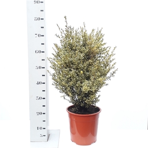 Buxus sempervirens 'Elegans' 50-60cm struik