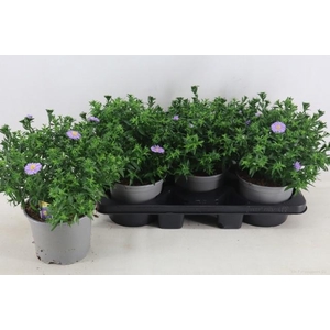 ASTER D AL PURPLE RO