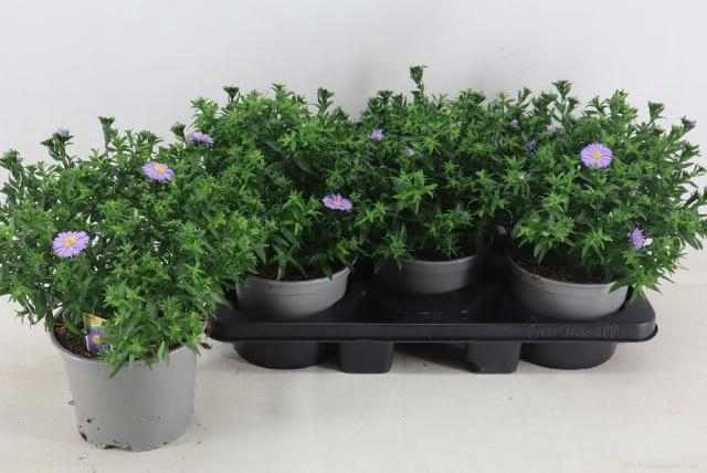 <h4>ASTER D AL PURPLE RO</h4>