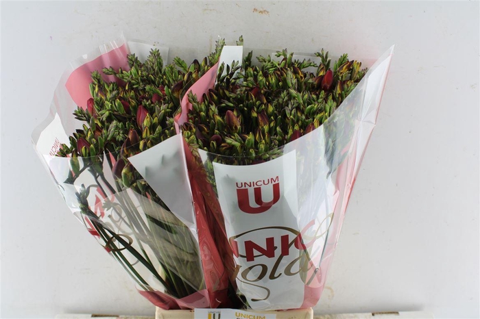 <h4>Fr Du Fuego Red</h4>