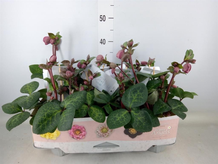 <h4>Helleborus  'Fkiss Pennys Pink'</h4>