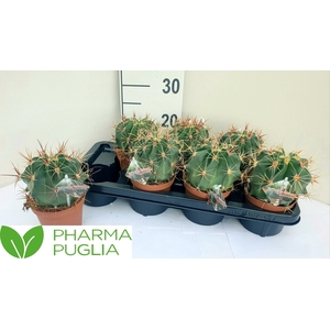 FEROCACTUS GLAUCES