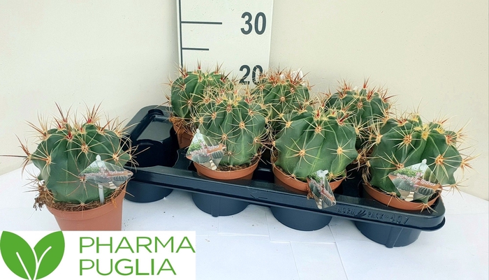 <h4>FEROCACTUS GLAUCES</h4>