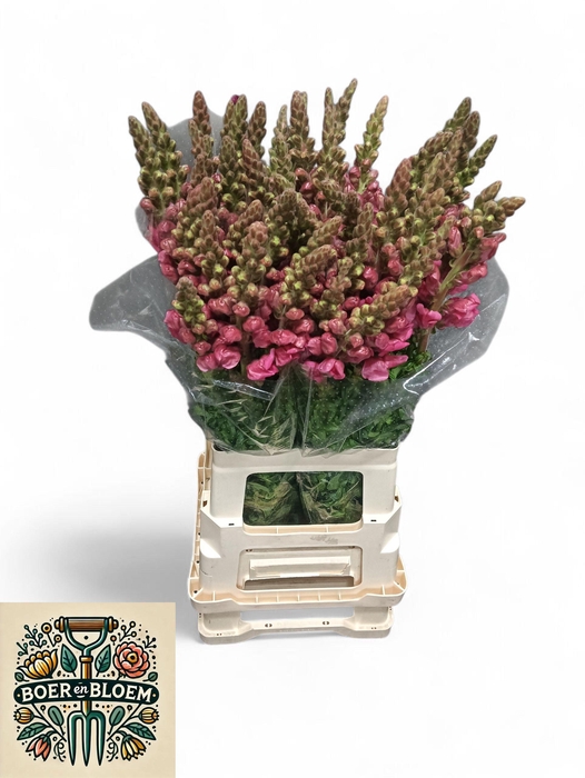 <h4>ANTIR ANTIBES PINK</h4>