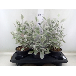 Kalanchoe NF   ...