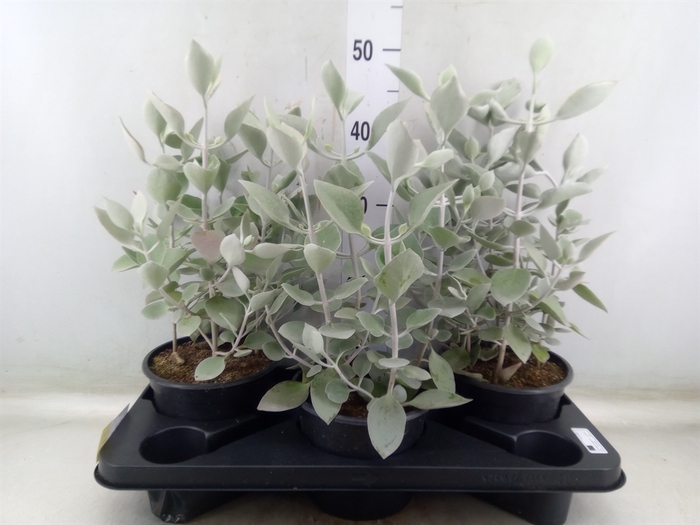 <h4>Kalanchoe NF   ...</h4>