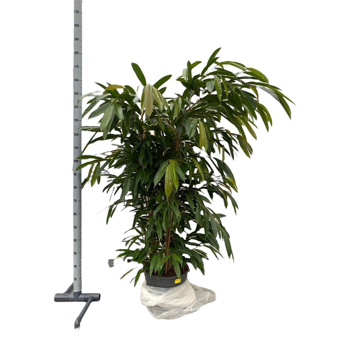 <h4>FIC BIN AMSTEL KING</h4>