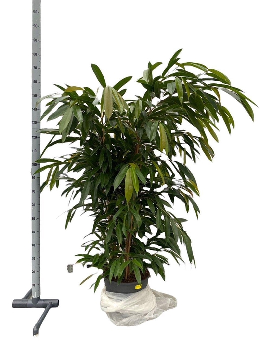 <h4>FIC BIN AMSTEL KING</h4>