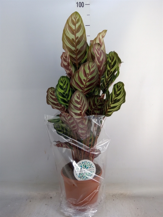 <h4>Calathea makoyana</h4>