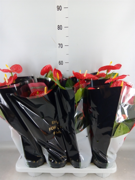 <h4>Anthurium andr. 'Madural'</h4>